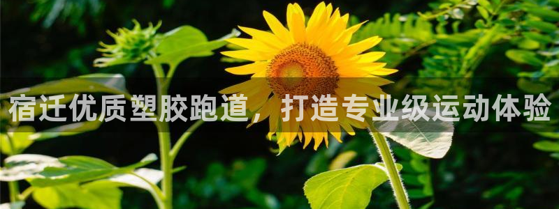 尊龙官方网址：宿迁优质塑胶跑道，打造专业级运动体验