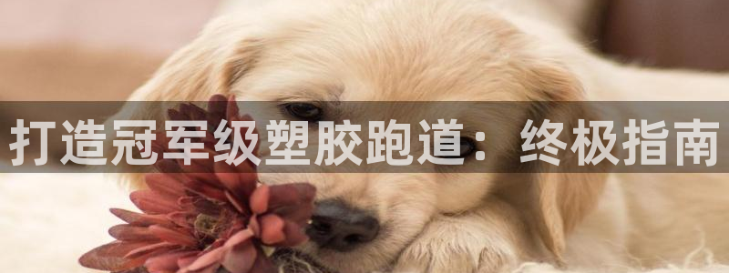 尊龙凯时：打造冠军级塑胶跑道：终极指南